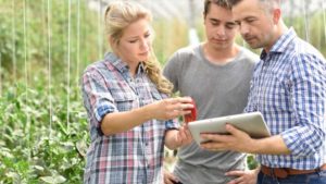 How Blockchain Technology Can Work for Greenhouse Growers