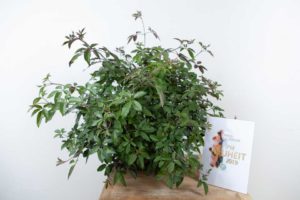 Tub Plants Category Winner: Vitex trifolia ‘Purpurea’ x Vitex agnus-castus First Editions ‘Flip Side’ (Bailey Nurseries)