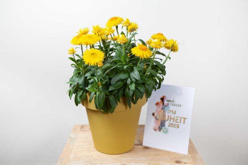 Bedding and Balcony Plant Category Winner: Xerochrysum bracteatum ‘Granvia Gold’ (MNP Flowers)