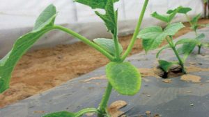 A Smart Way Growers Can Deal With Plant Stress