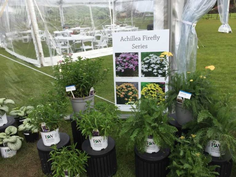 Achillea Firefly Series (Proven Winners Perennials/Walters Gardens)