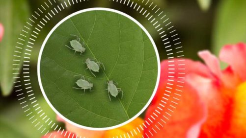 BASF Plans to Provide a Range of New Resources for Greenhouse Growers in 2022