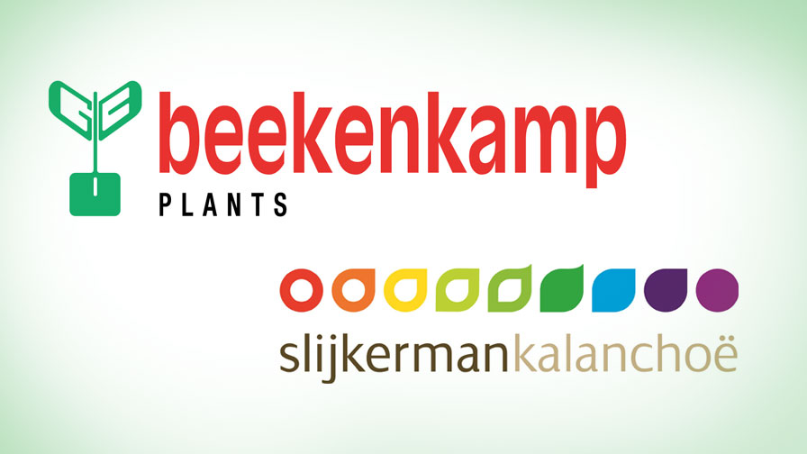 Beekenkamp Plants Inks Deal to Become North American Kalancho Supplier -  Greenhouse Grower