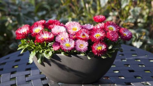 What to Expect in New Perennials at CAST 2019