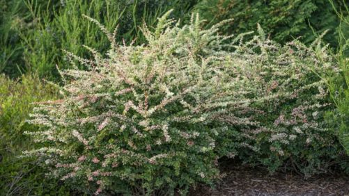 New Landscape Shrubs to Watch for From CAST 2019