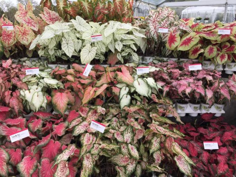 Proven Winners Caladiums (Proven Winners Annuals)