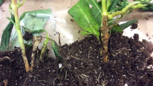 Watch for Gray Mold in Your Greenhouse