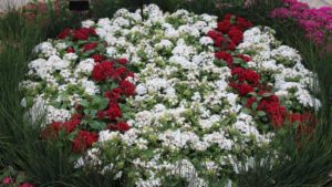 Get to Know the New President of Ball Hort