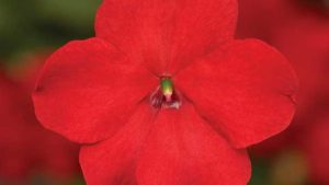 New Downy Mildew Resistant Impatiens and Annuals for 2020