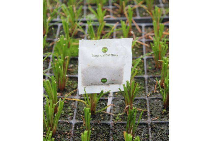 Terra Nova Nurseries