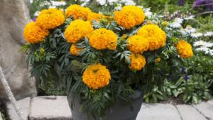 What Are the Most-Grown Flowers in Each State? Find Out Here