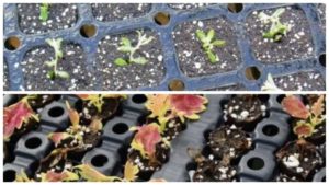 Ways to Manage Moisture During Cuttings Propagation