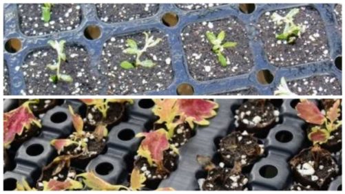 Ways to Manage Moisture During Cuttings Propagation