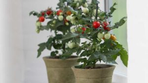 PanAmerican Seed Provides Promotional Tools for Kitchen Minis Potted Vegetables