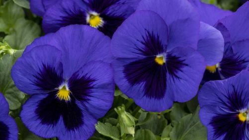 Fall Pansies: Fighting Black Root Rot and Phytophthora