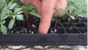 How You Can Determine Substrate pH in Plugs and Liners