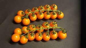 Tips for Growing Royalstar Tomato in the Greenhouse