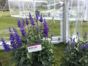 Salvia farinacea ‘Unplugged So Blue’ (Proven Winners Annuals)