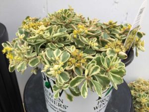 Sedum 'Boogie Woogie' (Proven Winners Perennials/Walters Gardens)