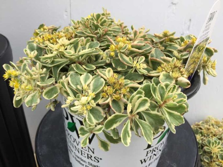 Sedum 'Boogie Woogie' (Proven Winners Perennials/Walters Gardens)