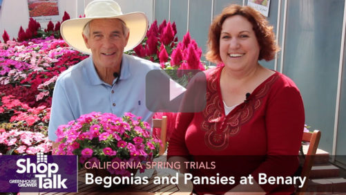 New Begonia, Pansy, and Impatiens Intros From California Spring Trials [Video]