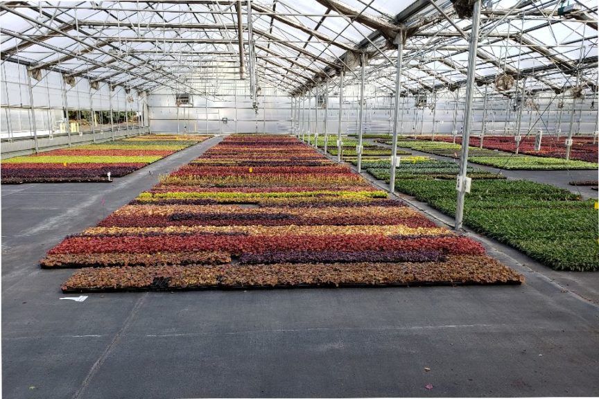 Terra Nova Nurseries