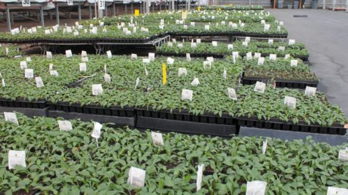 Biocontrols for Greenhouse Production: Pay Attention to These 5 Take-Away Messages