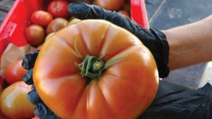 This Month’s Cover Story: What You Need to Know About Organic Vegetable Production