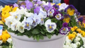 2019 California Spring Trials Brief: Danziger, Syngenta Flowers, Sakata Ornamentals, Benary, and HilverdaKooij