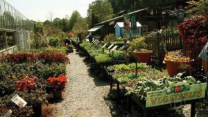 Organic Produce Is Booming Right Now! Here’s Why