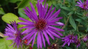 Native Plant Propagation Techniques That Really Work