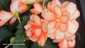 Begonia ‘AmeriHybrid Picotee Calypso’