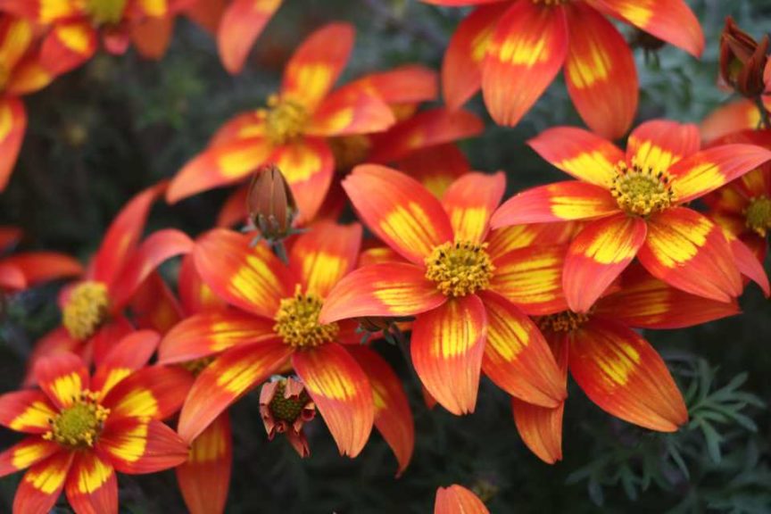 Taka Tuka Bidens (Benary+)