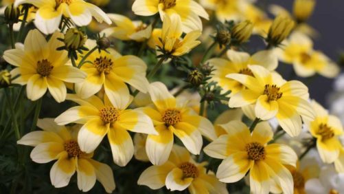 8 New Bidens For Pollinators From CAST 2019