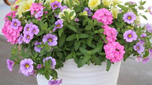 Your Chance to Communicate With Great American Gardeners