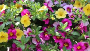 Start Planning for Next Season With News About Plant Introductions for 2021