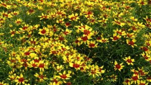 Terra Nova Nurseries Heads to China for Horticultural Expo