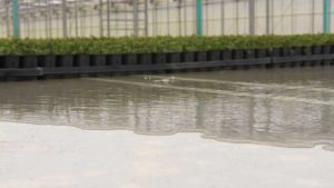 Environmental Sustainability:  How Growers Tell Their Stories