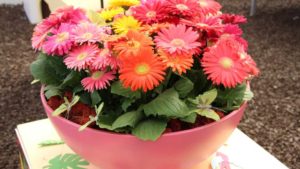 How USDA’s Revised COVID-19 Aid Benefits Floral Growers