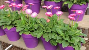 8 Ways to Sell Plants California Spring Trials 2019 Style