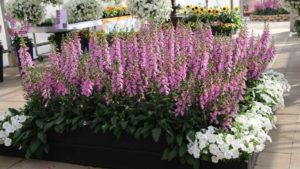 Two Standout Digitalis (Foxglove) From California Spring Trials 2019