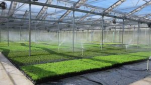 How Important Is Greenhouse Water Testing? Researchers Want to Know
