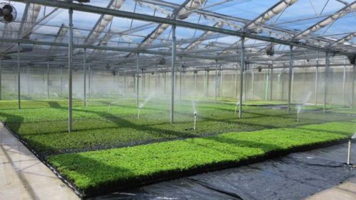 How Important Is Greenhouse Water Testing? Researchers Want to Know