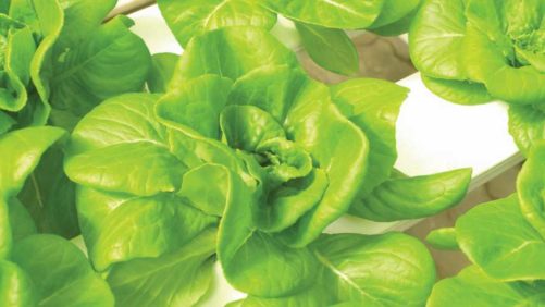 New Food Safety Best Practices Document for Indoor Leafy Greens and Herbs