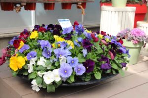Pansy 'Spring Grandio' (Sakata Ornamentals)