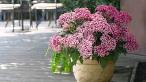 Pentas Graffiti® 20/20