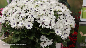 Pericallis ‘Senetti White’