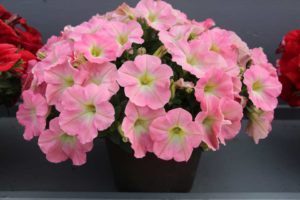 Petunia ‘Capella Baby Pink’ (Danziger)