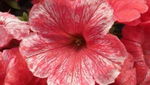 Tips for Tackling Tobacco Mosaic Virus