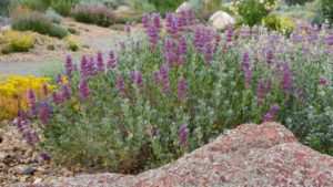 How to Know When Your Perennial Cuttings Are No Longer Productive